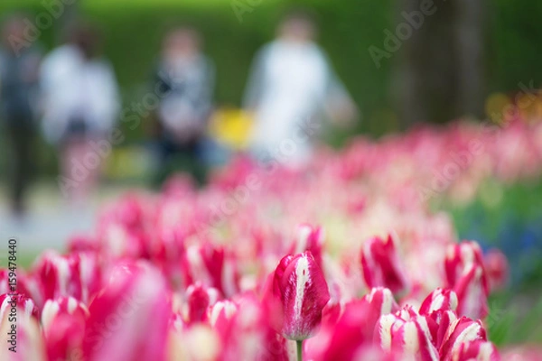Obraz チューリップと通行人