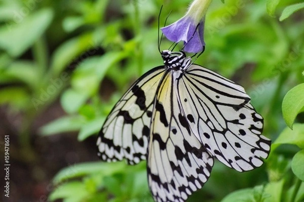 Obraz オオゴマダラ