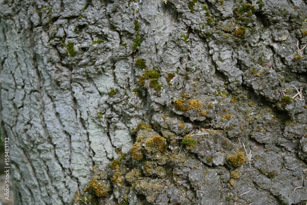 Obraz Moss Growing on Bark