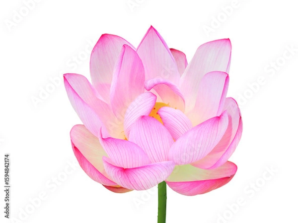 Fototapeta ハスの花