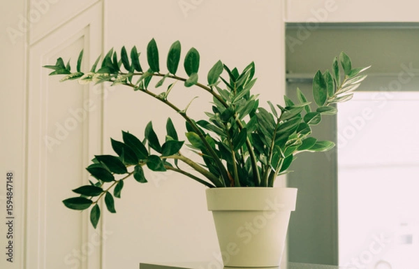 Obraz A vibrant green plant in a stylish pot enhances any living space, adding a beautiful touch of nature