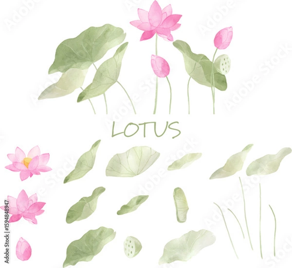 Obraz 水彩で描いた蓮の花と葉の素材セット