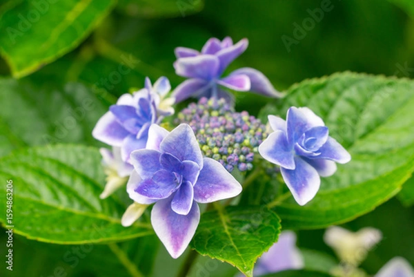 Fototapeta 紫陽花