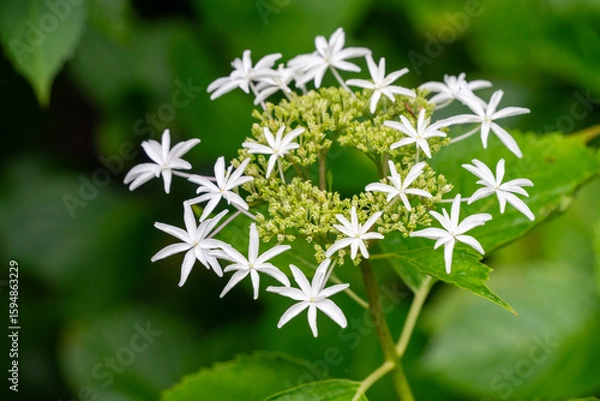 Fototapeta 紫陽花