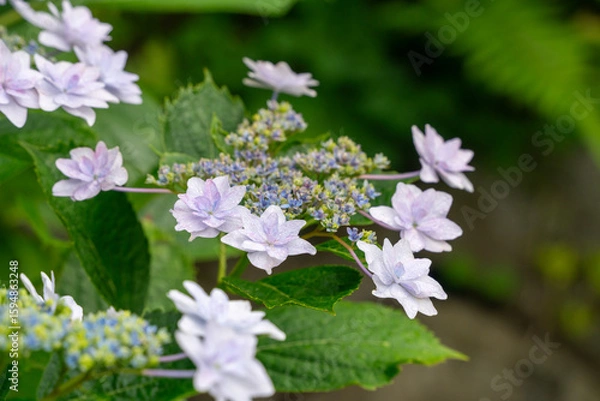 Fototapeta 紫陽花