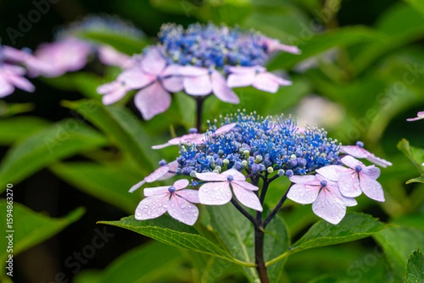 Fototapeta 紫陽花