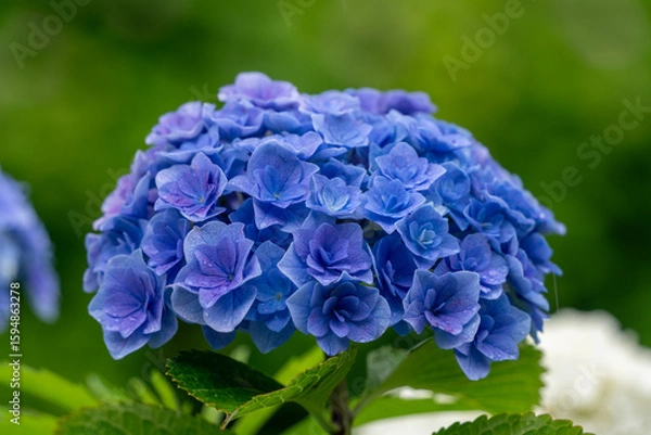 Fototapeta 紫陽花