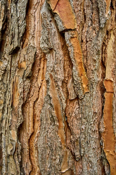 Fototapeta Tree background. tree texture