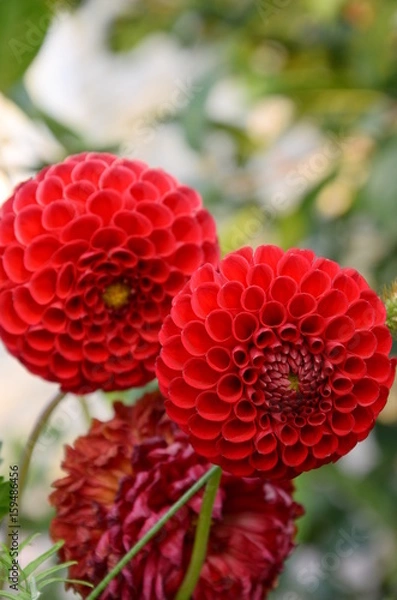 Obraz dahlia