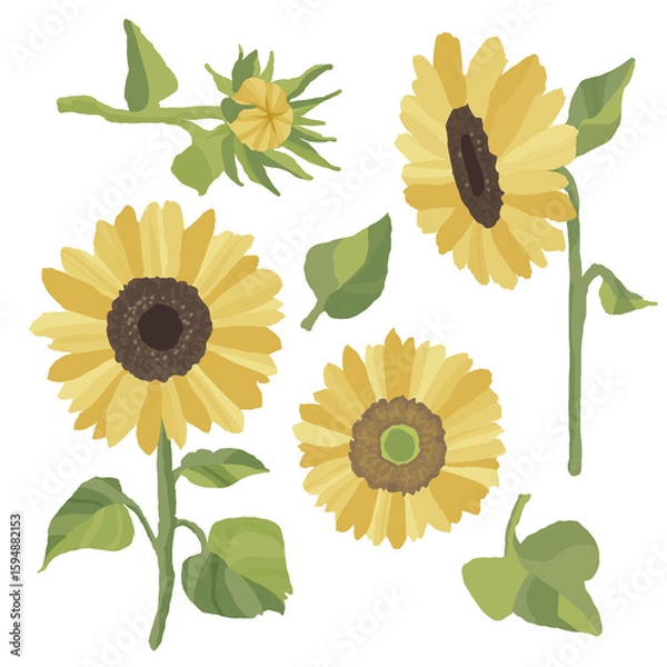 Obraz ひまわりのイラスト素材