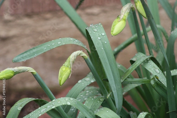 Obraz Tulips with Rain Drops
