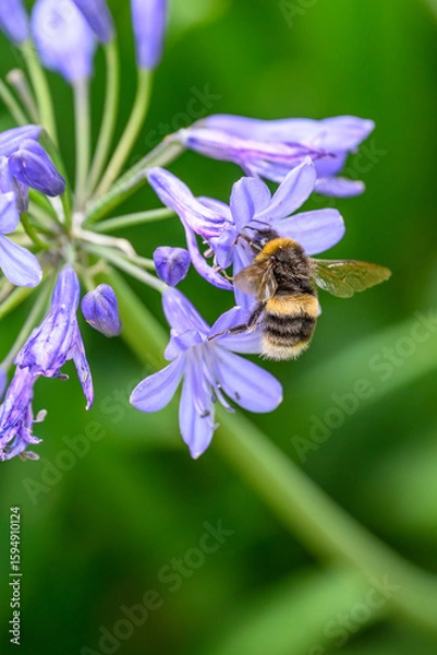 Obraz A White-tailed Bumblebee (Bombus lucorum) gathering pollen and nectar on an purple Agapanthus plant in a garden.