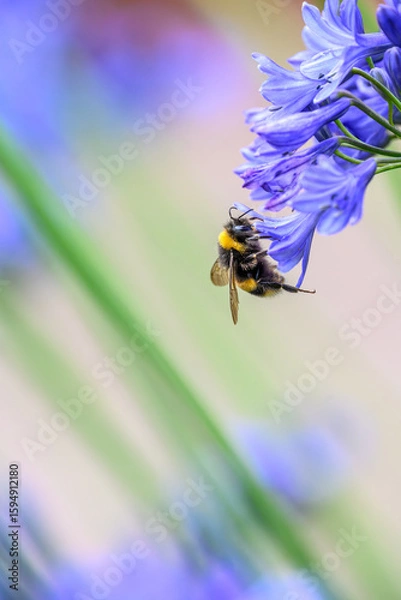 Obraz A White-tailed Bumblebee (Bombus lucorum) gathering pollen and nectar on an purple Agapanthus plant in a garden.
