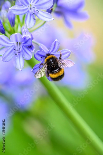 Obraz A White-tailed Bumblebee (Bombus lucorum) gathering pollen and nectar on an purple Agapanthus plant in a garden.
