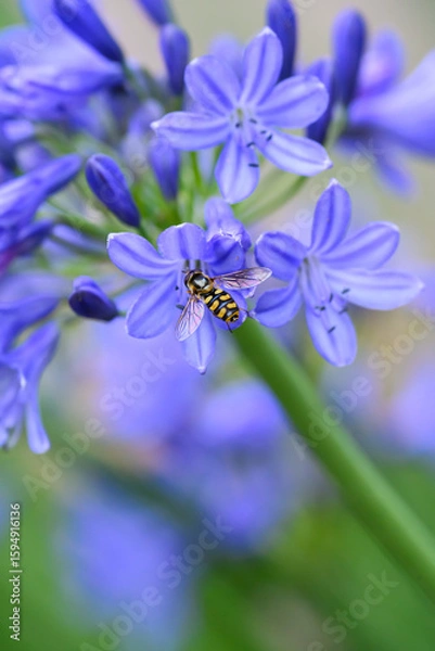 Obraz A Hoverfly gathering pollen and nectar on an purple Agapanthus plant in a garden.