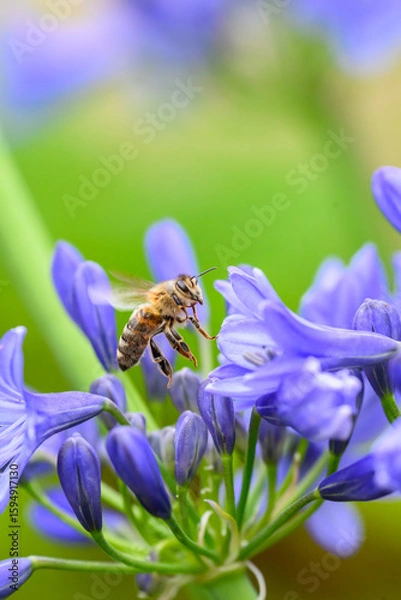 Obraz A Honey Bee (Apis mellifera) gathering pollen and nectar on an purple Agapanthus plant in a garden.