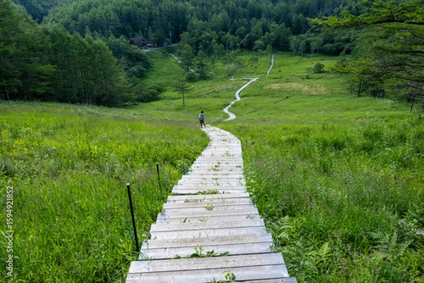 Obraz 湿原の遊歩道