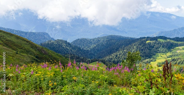 Fototapeta Fireweed flowers on a slope high in the mountains in summer - panorama