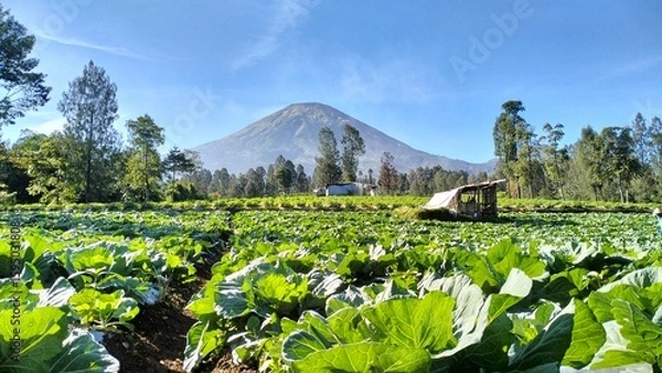 Obraz mountain landscape with flowers
