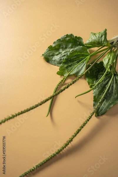 Fototapeta Exploring the versatile uses of psyllium husks in health-focused diets and recipes