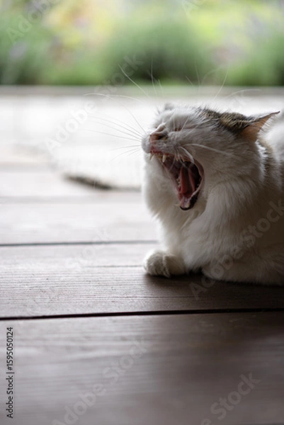 Fototapeta Feline serenity captured during a warm afternoon as a cat enjoys a good stretch in a sunlit room