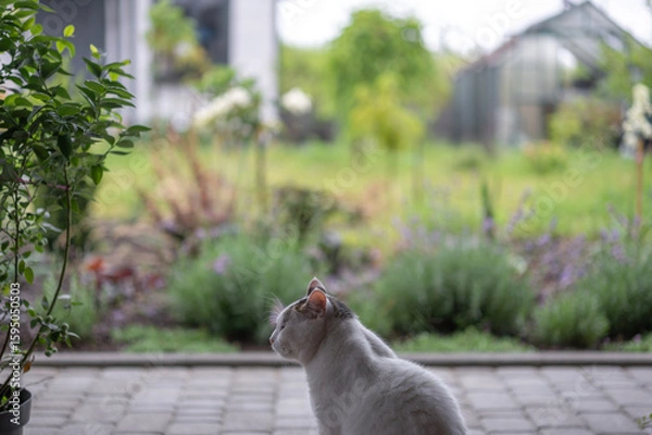 Fototapeta Curious cat enjoys the serene garden view on a tranquil afternoon