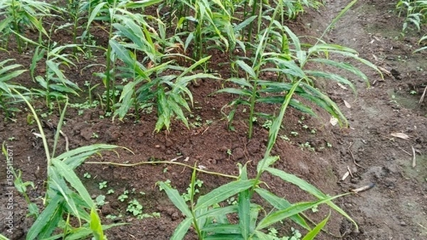 Fototapeta corn field in spring