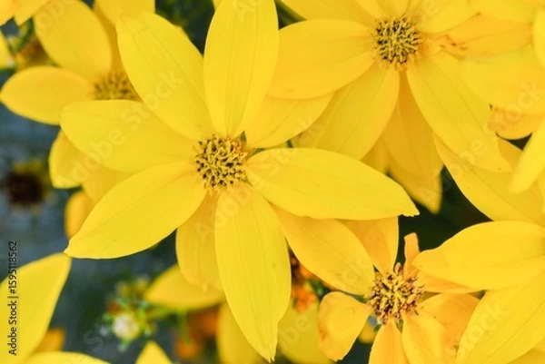 Fototapeta Coreopsis verticillata is a North American species of tickseed in the sunflower family. The common names are whorled tickseed, whorled coreopsis, thread-leaved tickseed, thread leaf coreopsis, and pot
