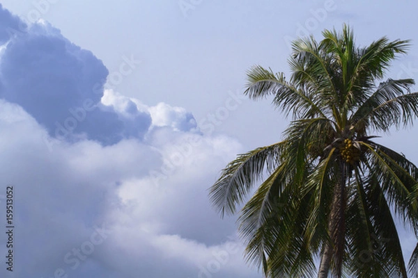 Fototapeta Cloud on sky and palm tree crown. Skyscape with big cloud photo.