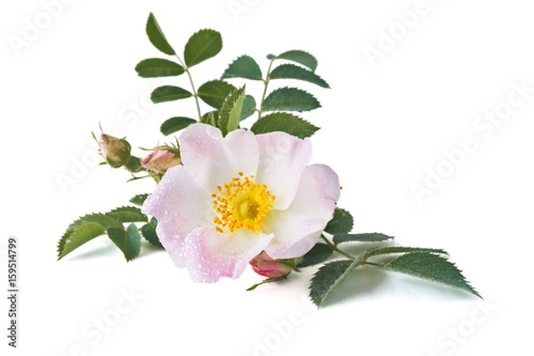 Obraz Wild rose flower