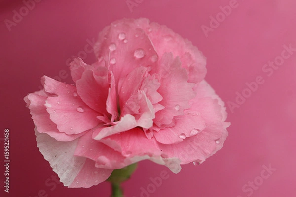 Obraz pétales d' œillet