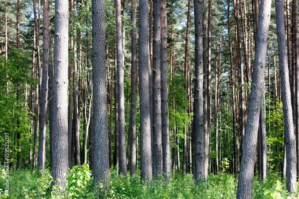 Fototapeta Sunlight in the green pine tree forest, summer time