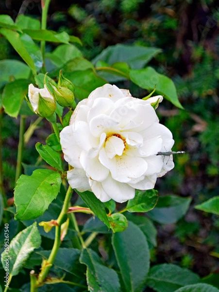 Obraz Rose mit Schmetterling 