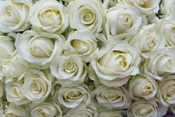 Obraz Beautiful bouquet of white roses. Bunch of many colorful fragrant flowers.