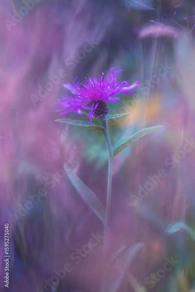 Fototapeta knap weed close up soft focus macro 