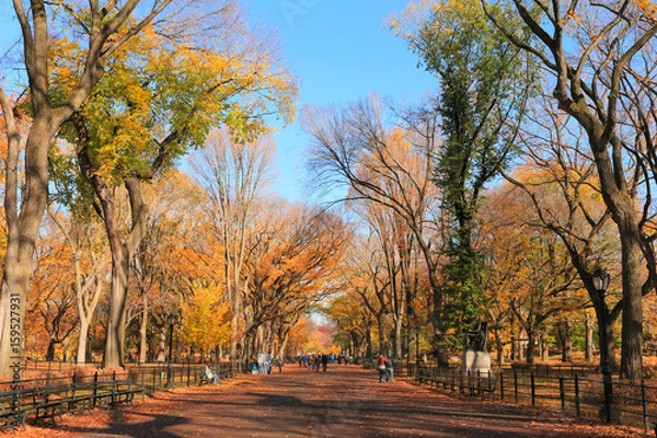 Fototapeta セントラルパーク　秋