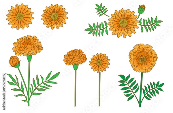 Obraz マリーゴールド(キンセンカ)の手描きイラストセット