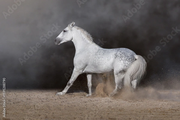 Obraz White andalusian stallion with long mane