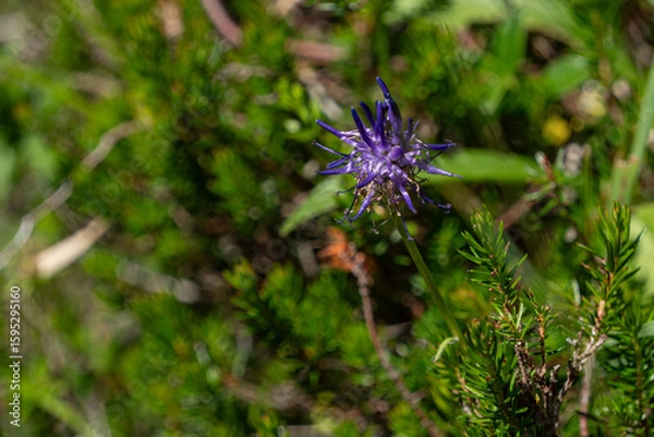 Obraz blauer Diamant