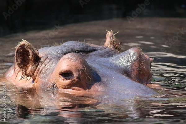 Obraz Bathing Hippo