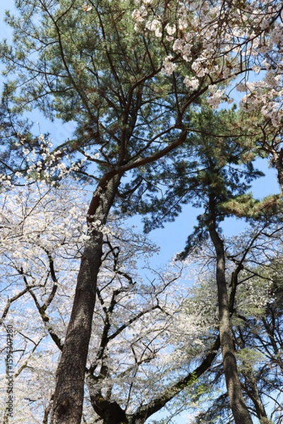 Obraz Trees in the park - cherry tree in full bloom