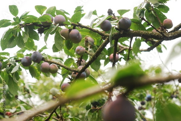 Fototapeta green plum fruit mellowing on the branch