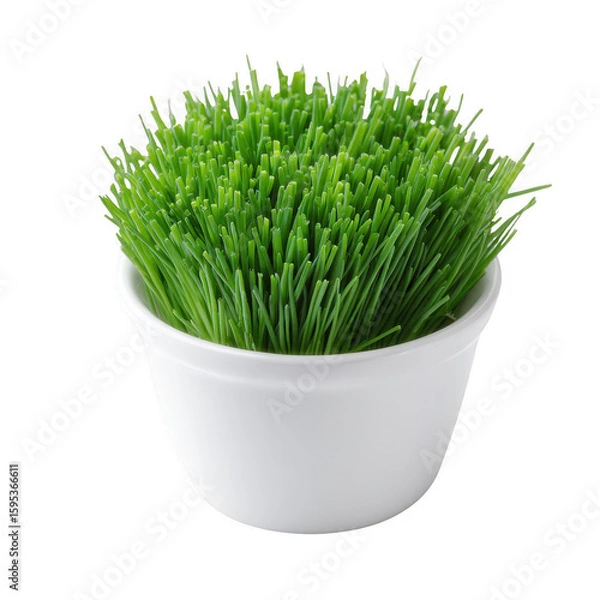 Obraz Vibrant green grass in a simple white pot on an isolated background. Perfect for enhancing any decor or for use in design projects requiring a touch of nature.