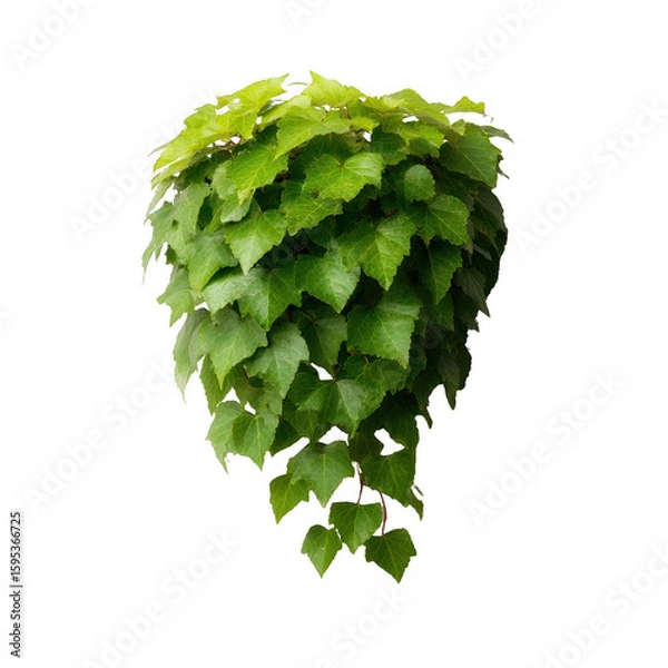 Fototapeta Vibrant green ivy leaves cascading down, showcasing their intricate shapes and rich textures. Perfect for enhancing natural themes in design.