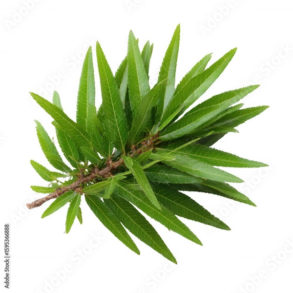 Obraz Vibrant green leaves showcasing natural beauty, perfect for backgrounds and organic themes, isolated on white for easy integration.