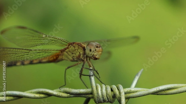 Fototapeta dragonfly close up