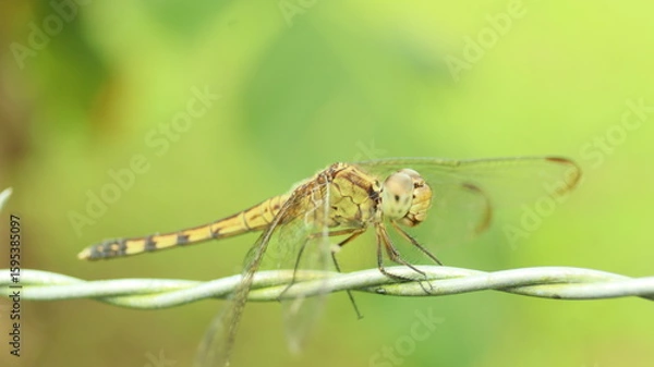 Fototapeta dragonfly on a leaf