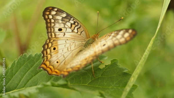 Fototapeta butterfly on leaf