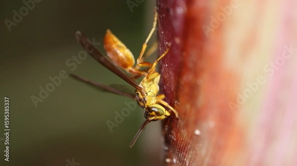 Fototapeta spider on a leaf