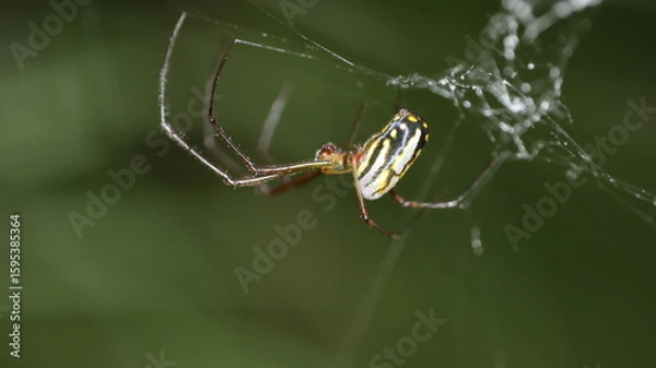 Fototapeta spider on a web